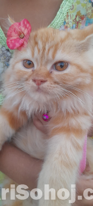 Pure long breed 3 coded Persian cat